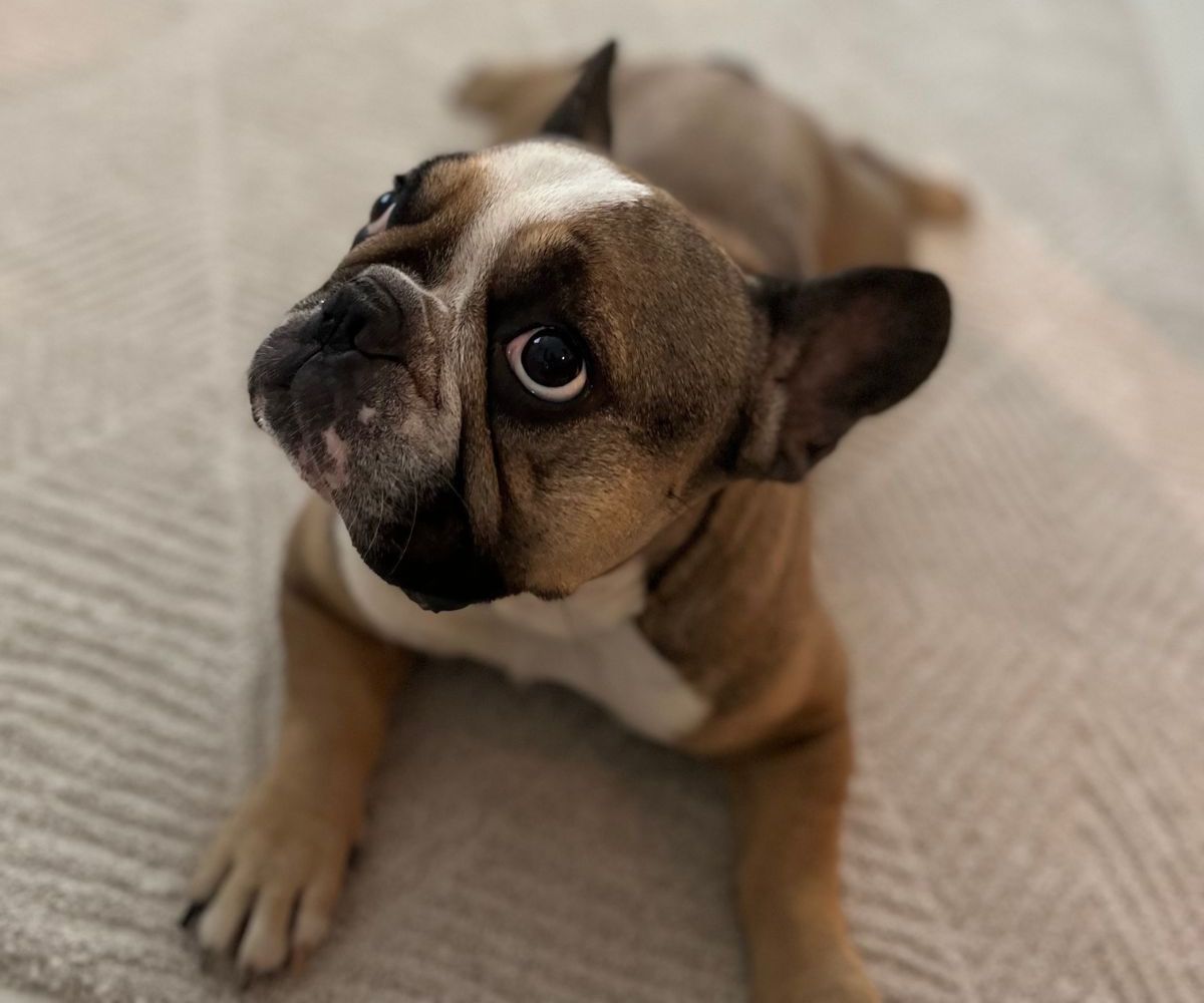 matto lemmikkitalouteen