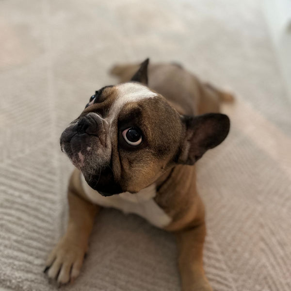 Matto lemmikkiperheeseen